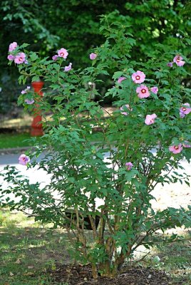Hibiscus syriacus - ibišek syrský - kvetoucí habitus
